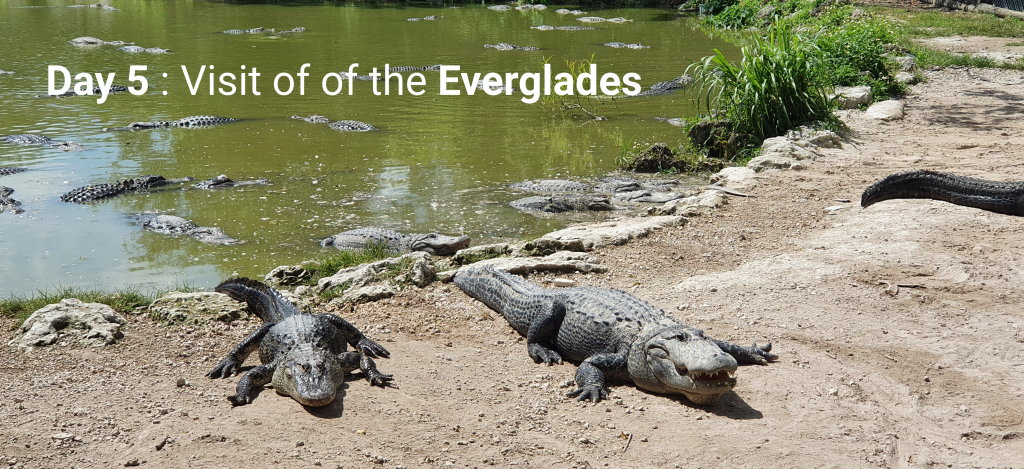 Day 5 : Visit of the Everglades
