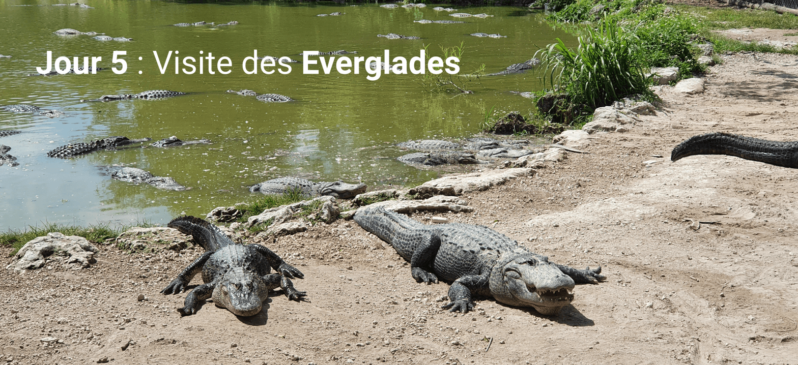 Everglades Alligator Farm